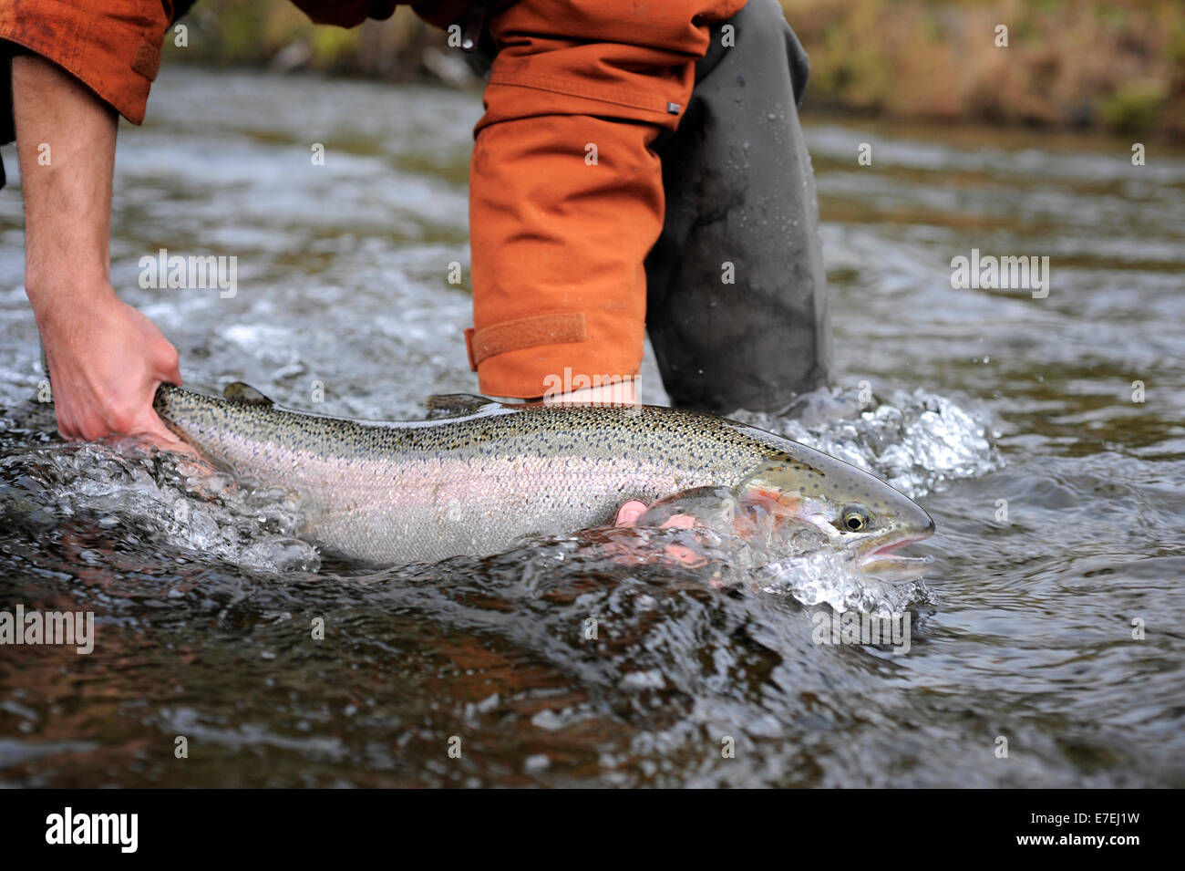 Truites sauvages pêchés sur Deep Creek sur l'ouest de la Péninsule Kenai, Alaska Septembre 2009. S'écoulant dans Cook Inlet au nord d'Homère, les eaux de Deep Creek et la rivière d'accueillir la fin de l'automne s'exécute de truites sauvages. Banque D'Images