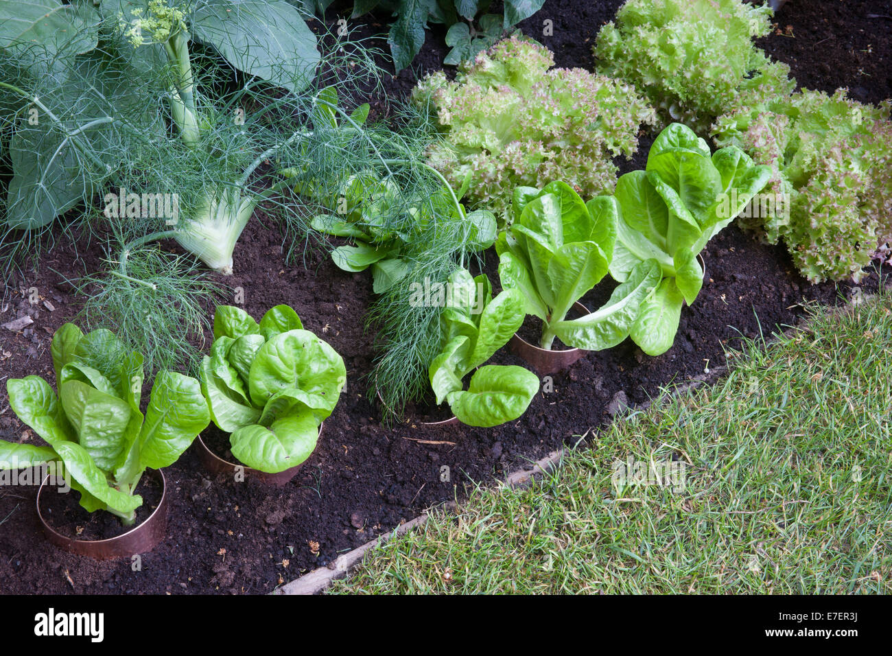 Jardin - Jardin Hérisson - Vue du jardin avec laitue petit bijou de plus en tubes de cuivre pour l'escargot et limaces Banque D'Images