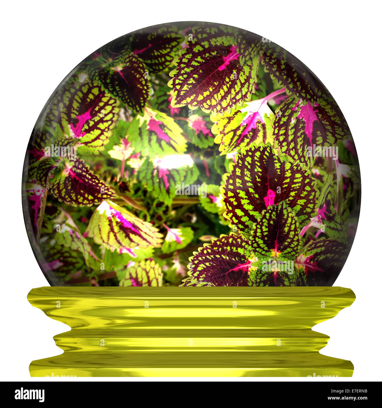Images de fleurs avec des couleurs vives dans une boule de cristal Banque D'Images