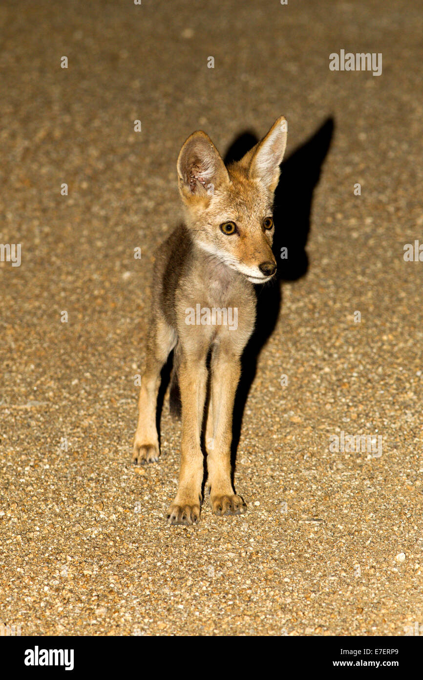 Coyote Canis latrans Oracle, comté de Pinal, Arizona, United States 22 juillet canidés immatures Banque D'Images
