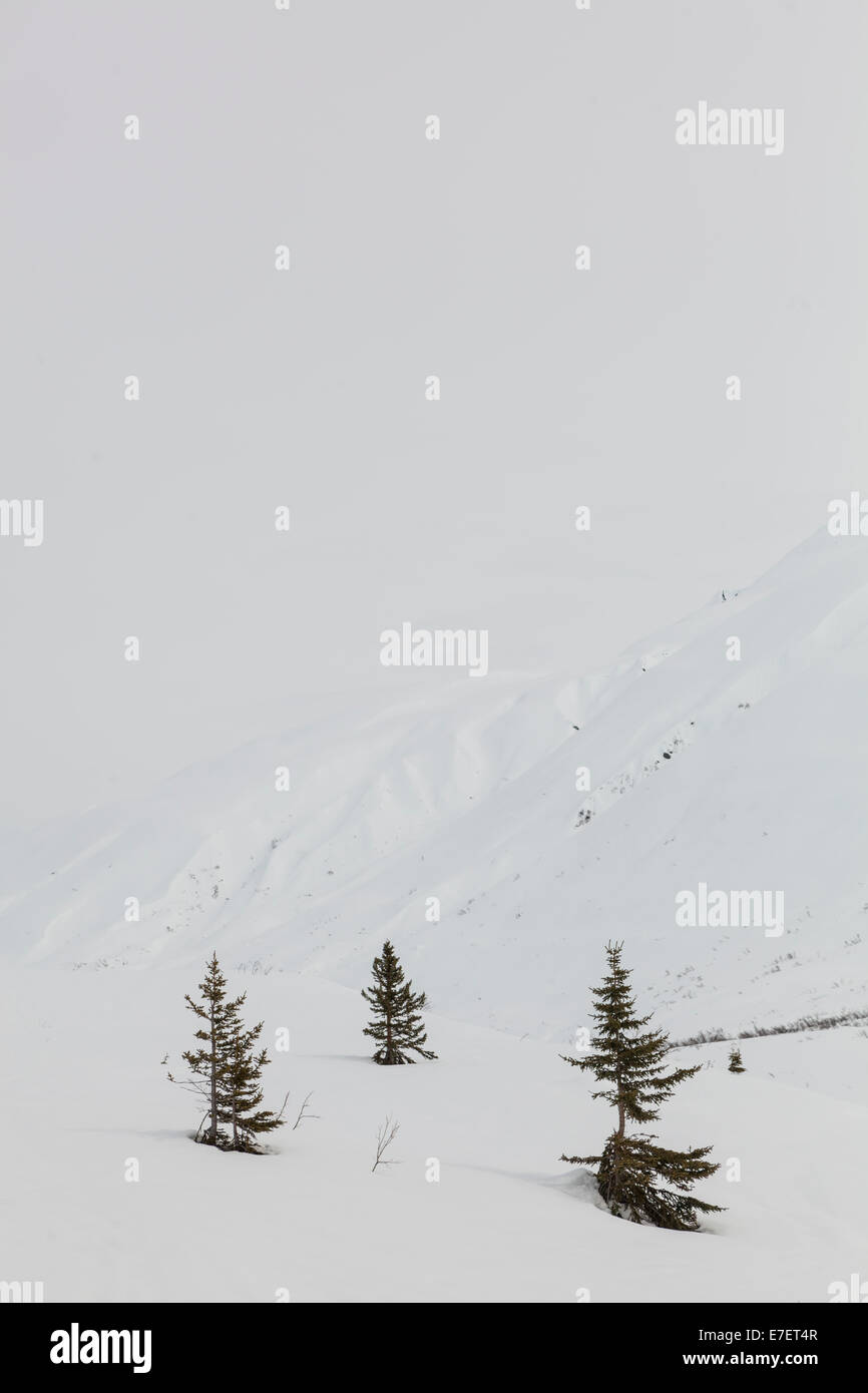 Les conifères de neige près de Thompson Pass, montagnes de Chugach en Alaska. Banque D'Images