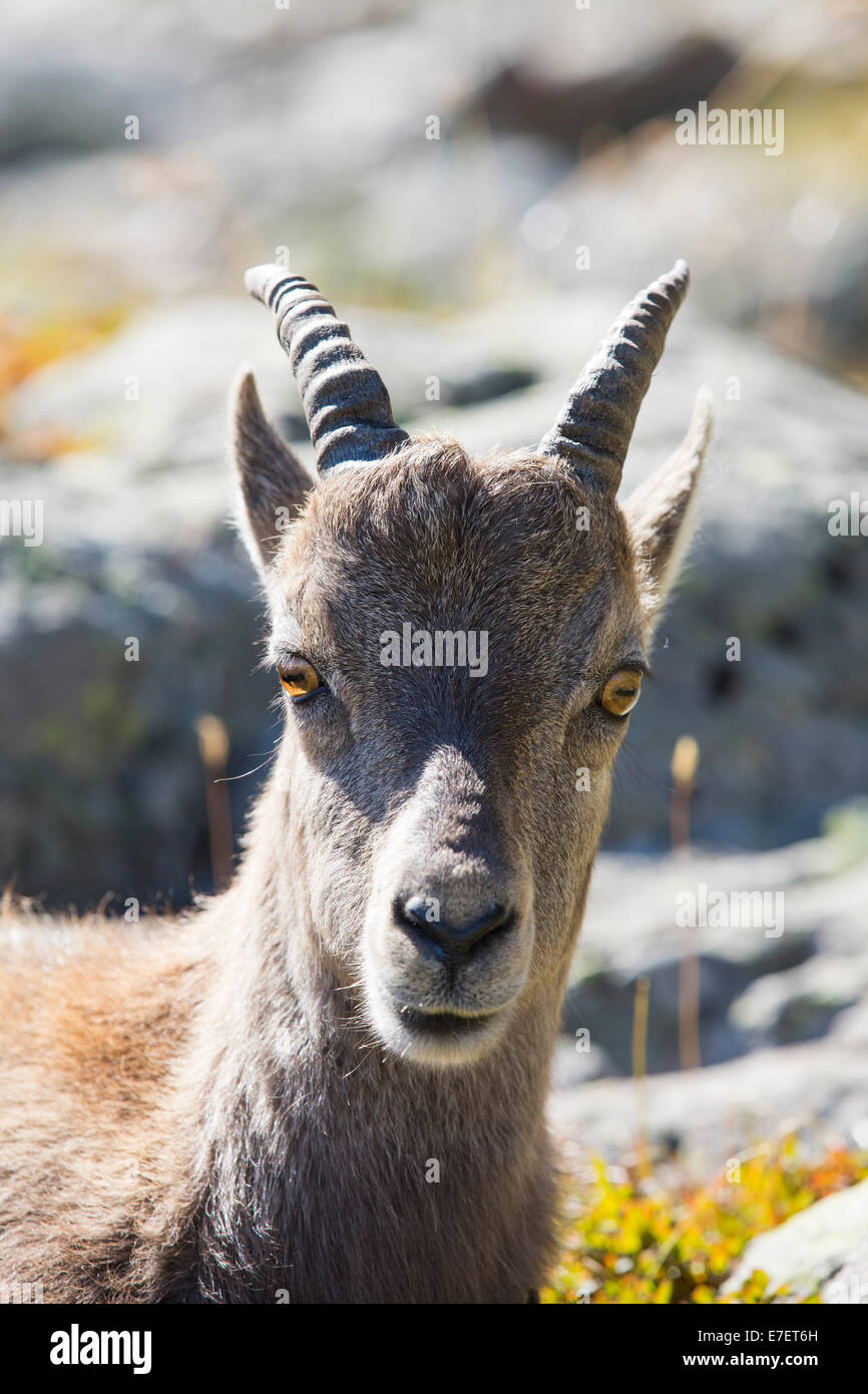 Capra ibex ibex, sur l'aiguille rouge au-dessus de Chamonix, France. Banque D'Images