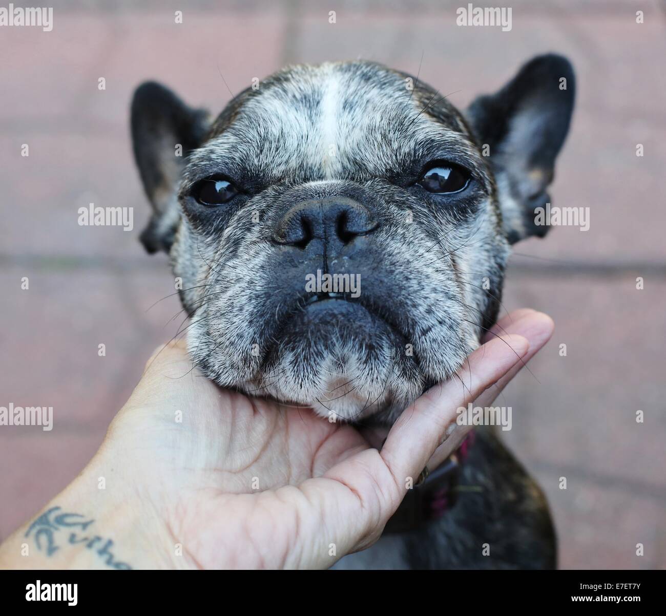 Par contre, une personne prenant le menton d'un mignon, vieux, gris-face Bouledogue Français. Banque D'Images