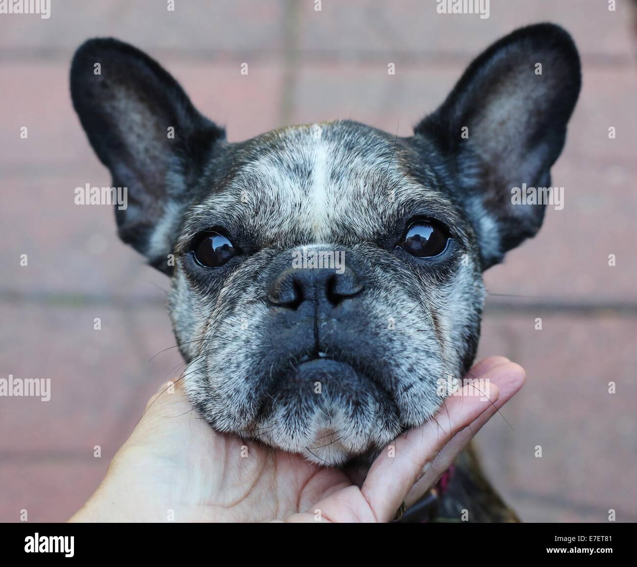 Par contre, une personne prenant le menton d'un mignon, vieux, gris-face Bouledogue Français. Banque D'Images