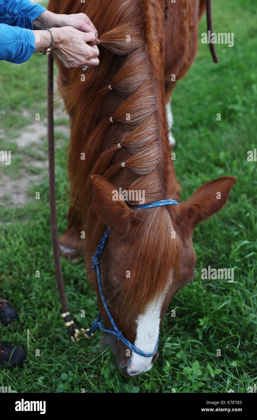 A woman's hands tressage, la crinière d'un cheval alors qu'il broute. Banque D'Images