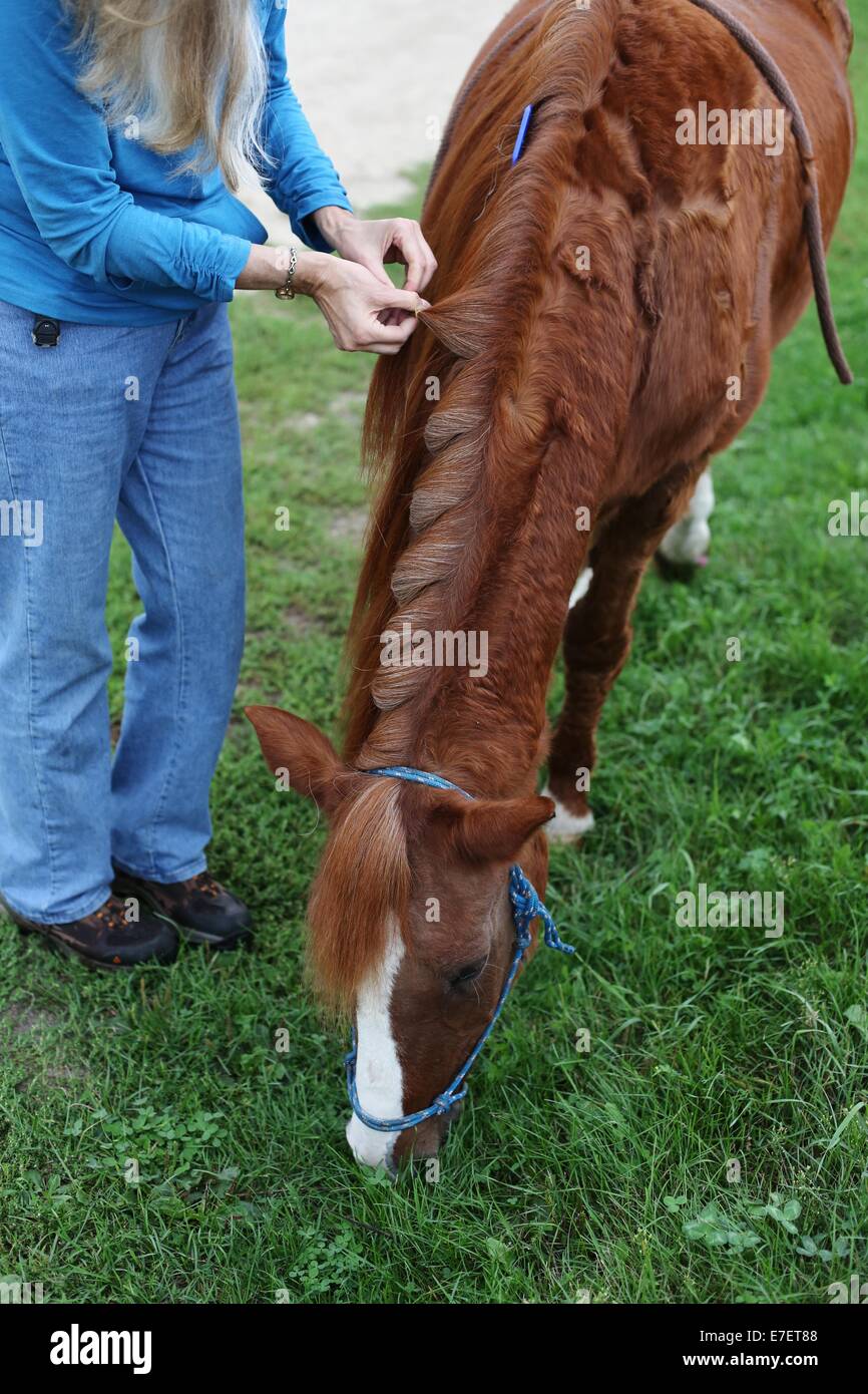 Une femme tressage, la crinière d'un cheval. Banque D'Images