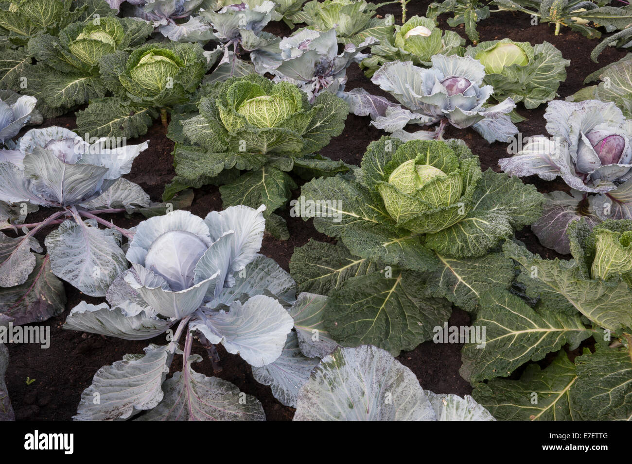 Patchs de légumes de jardin avec des choux cultivés en rangées Sur un petit jardin de cuisine - Romanov - Rouge Bijou - Serpentine - été automne Royaume-Uni Banque D'Images