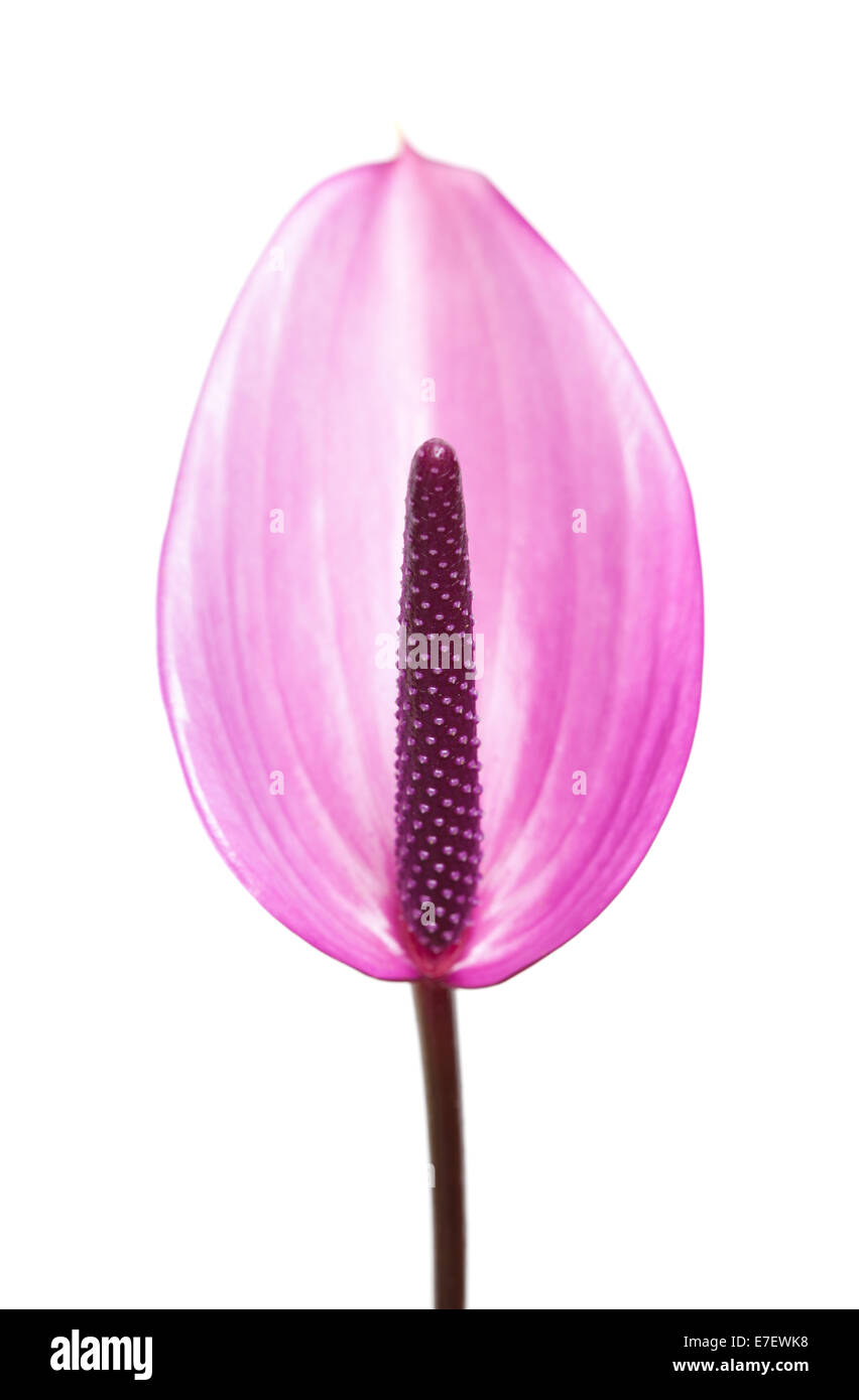 L'Anthurium mauve isolé sur fond blanc Banque D'Images