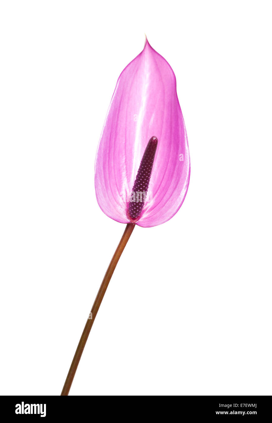 L'Anthurium mauve isolé sur fond blanc Banque D'Images