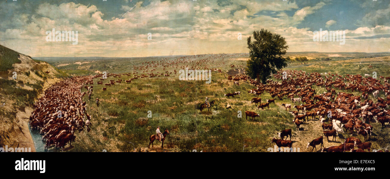 Rassembler un troupeau sur un ranch au Texas, vers 1912 Banque D'Images