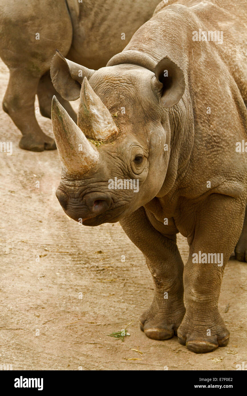 Close up of rhinocéros blanc, une espèce en voie de disparition, au zoo de Chester, en Angleterre. Banque D'Images