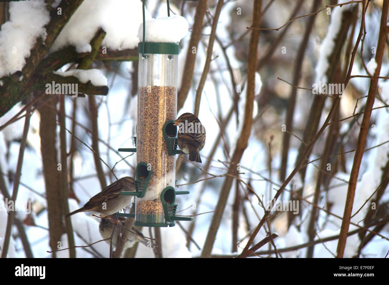Manger de table oiseaux passereaux dans winter scenery Banque D'Images