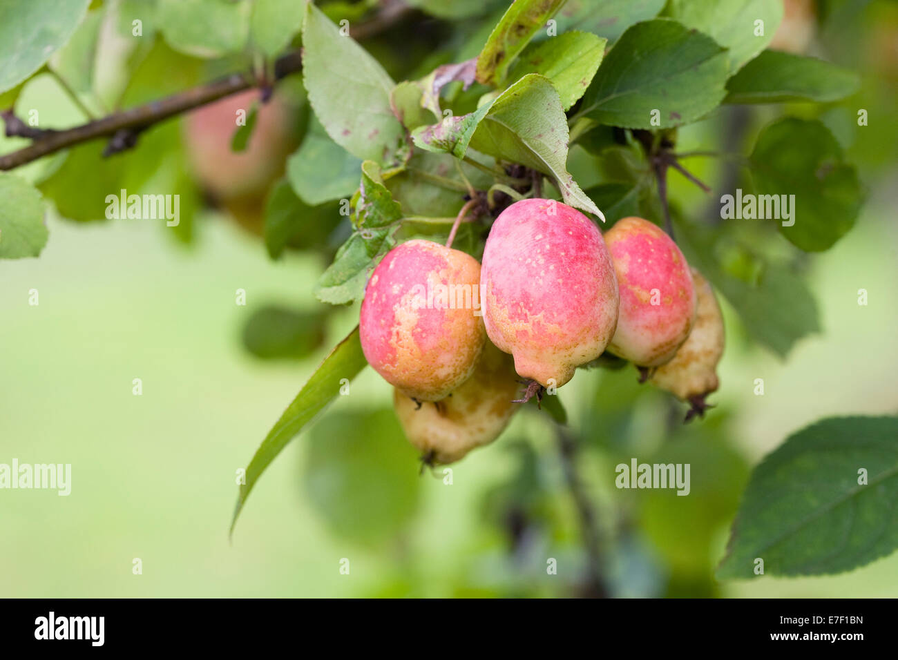 Malus kansuensis fruits en automne. Calva pommetier de fruits. Banque D'Images
