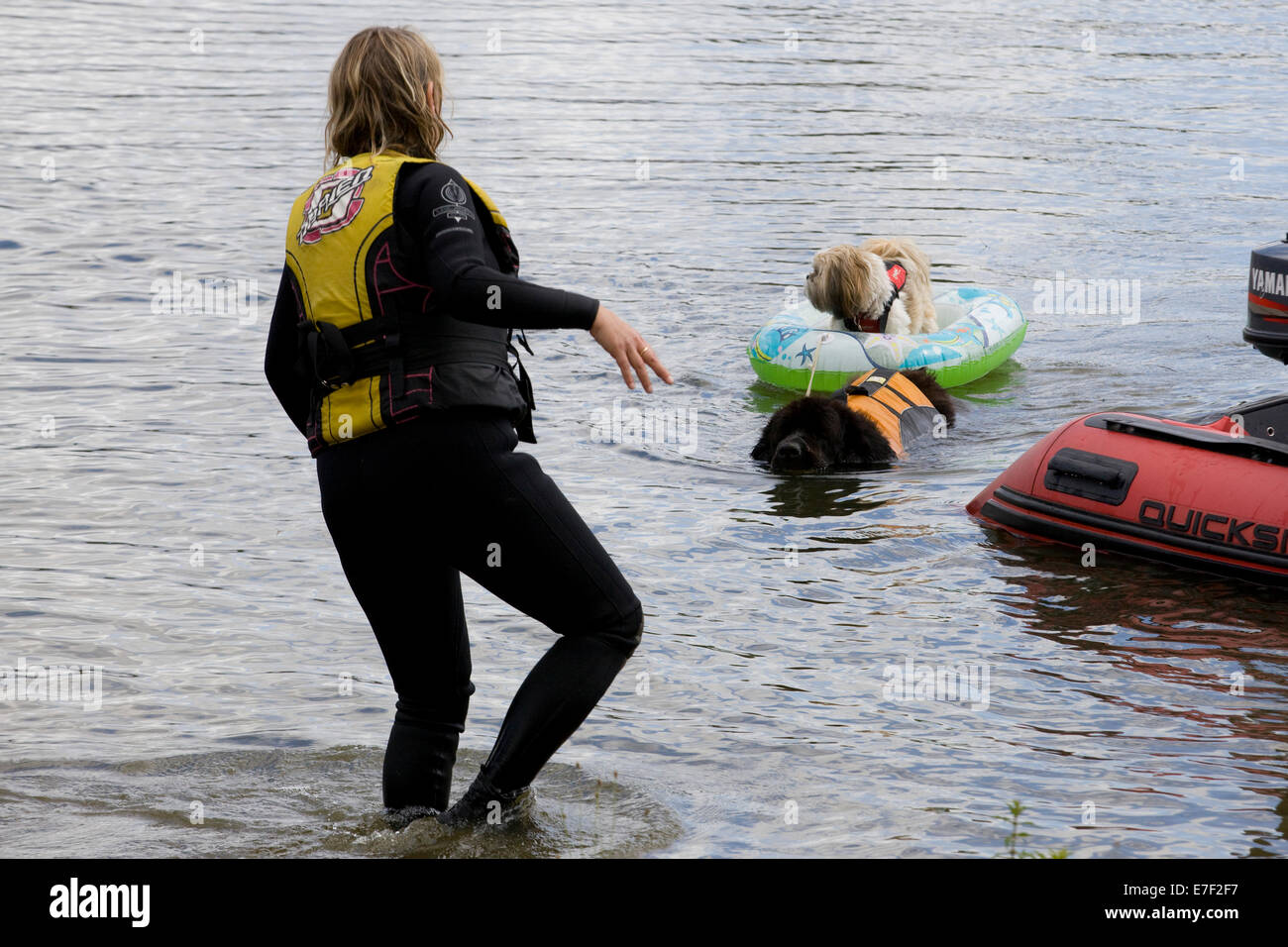 Chien de Terre-Neuve au sauvetage d'un autre chien dans un anneau de l'eau Banque D'Images