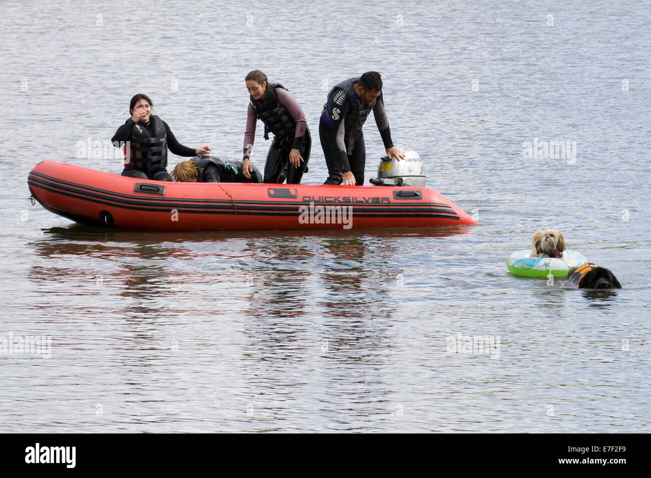 Chien de Terre-Neuve au sauvetage d'un autre chien dans un anneau de l'eau Banque D'Images