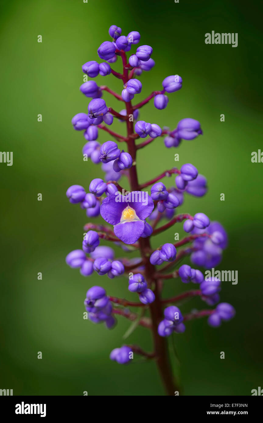 La floraison en bambou ou gingembre bleu (Dichorisandra thyrsiflora), fleurs, originaire de l'Amérique du Sud Banque D'Images