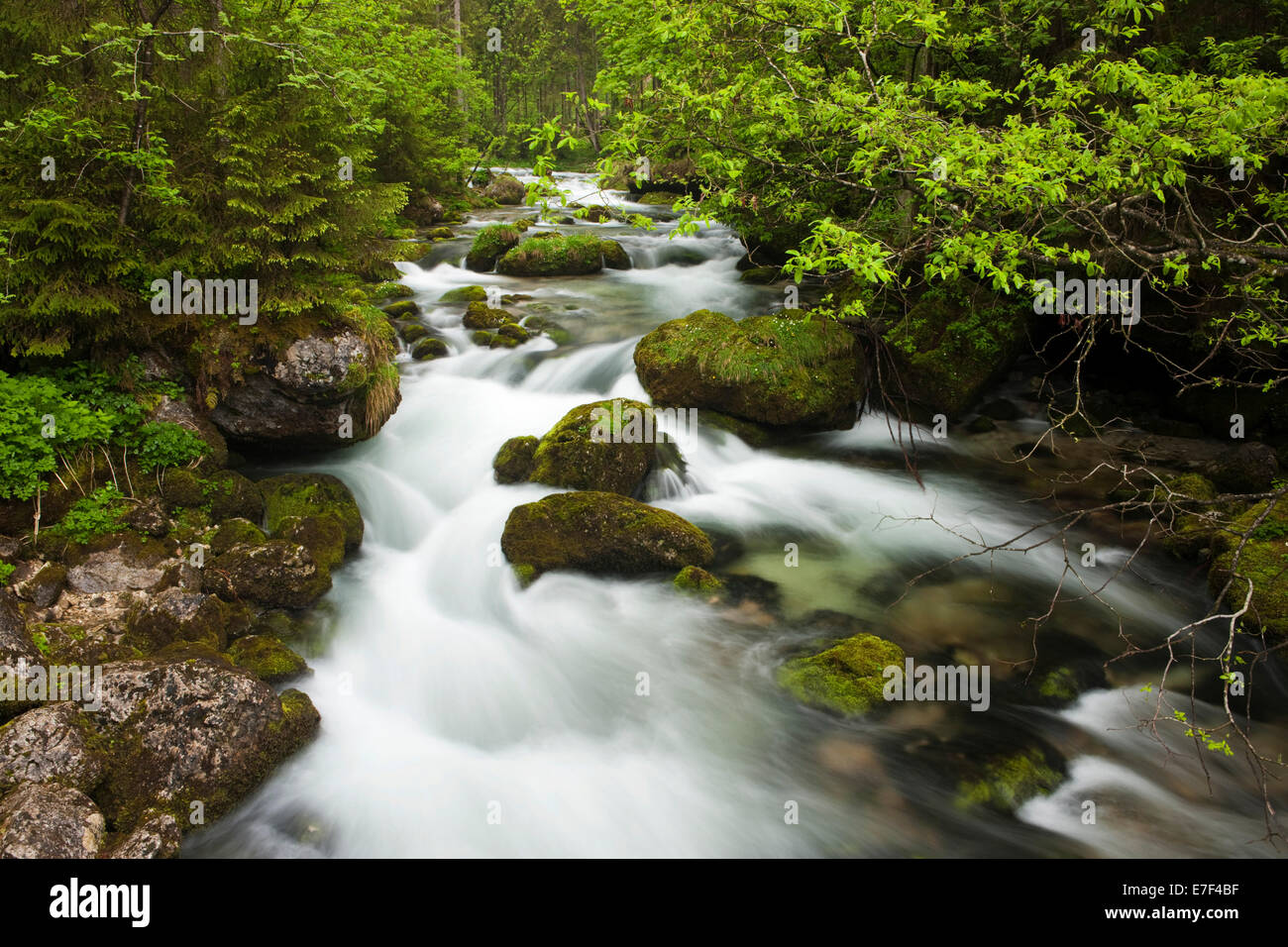 Brook avec pierres couvert de mousse, Cascade de Golling, Salzbourg, Autriche Banque D'Images