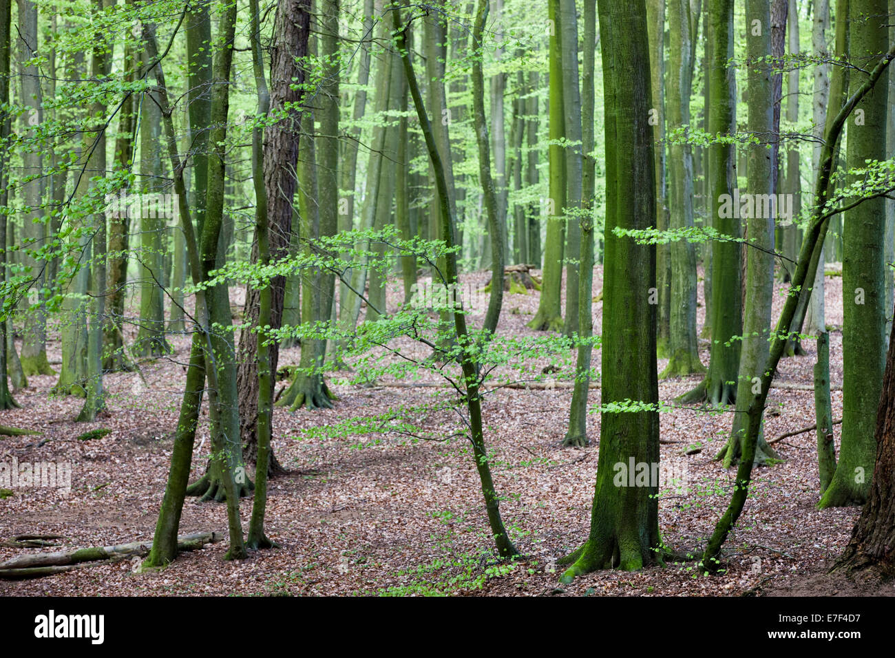Hêtre européen (Fagus sylvatica) Forest, au printemps, le Parc National de Jasmund, UNESCO World Heritage Site, Rügen Banque D'Images