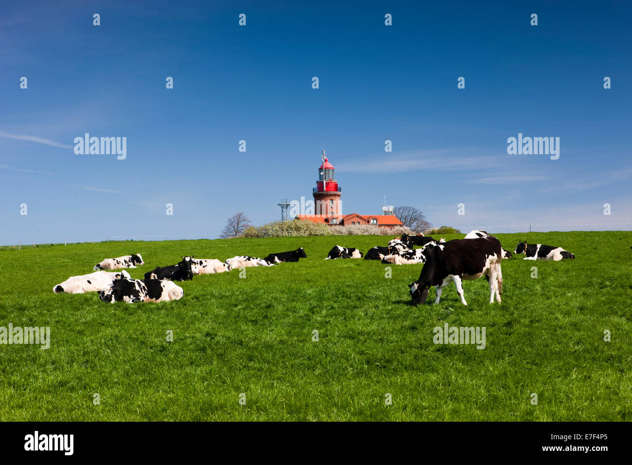 Le pâturage des vaches en face de l'Bütgenbacher Hof phare, Bütgenbacher Hof, Mecklembourg-Poméranie-Occidentale, Allemagne Banque D'Images