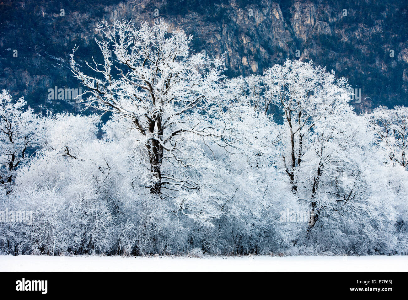 Forêt de chêne recouvert de givre, Tyrol du Nord, Autriche Banque D'Images