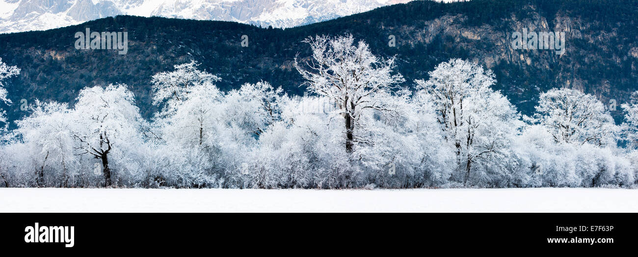 Forêt de chêne recouvert de givre, Tyrol du Nord, Autriche Banque D'Images