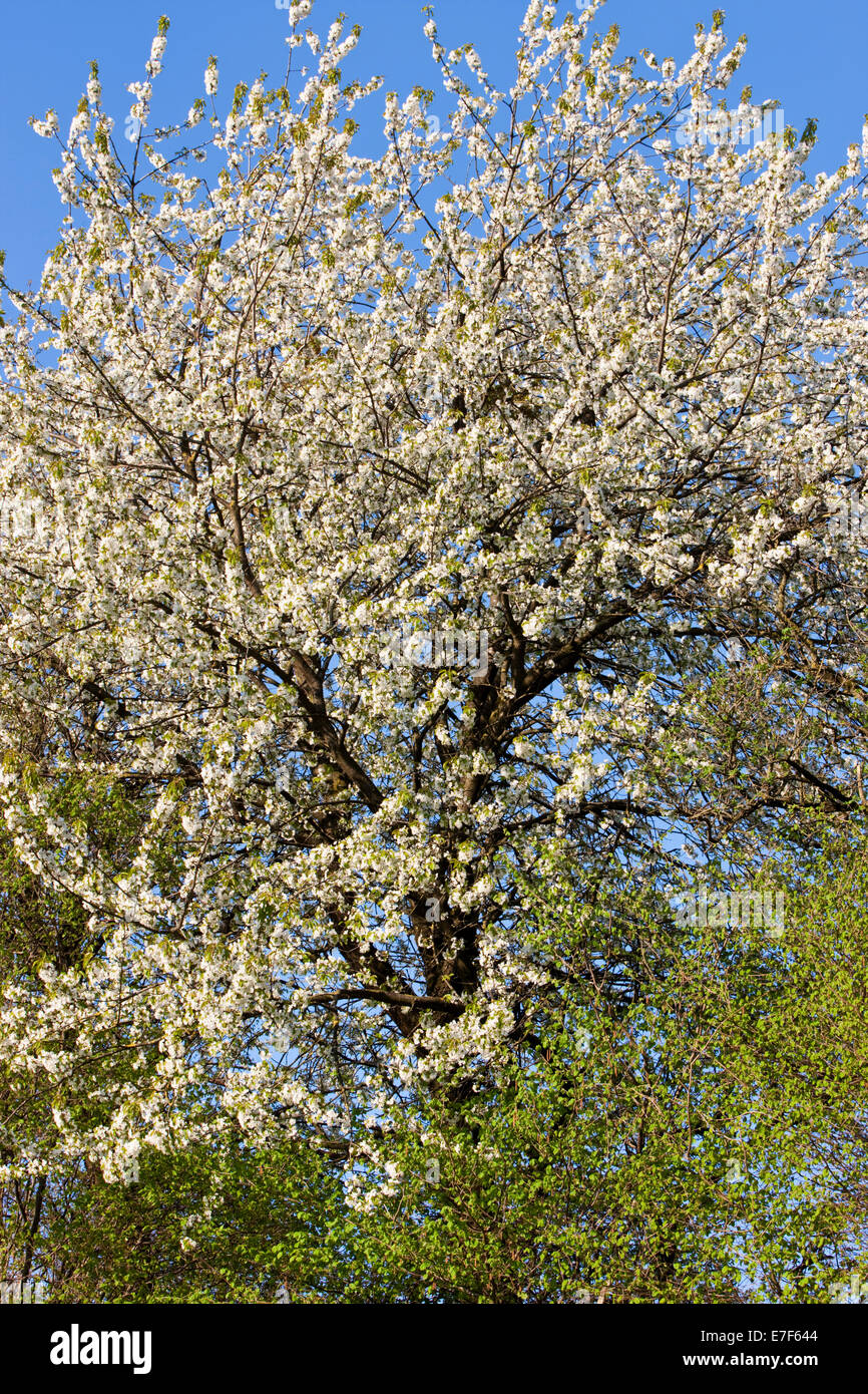Les arbres en fleurs au printemps, Tyrol du Nord, Autriche Banque D'Images