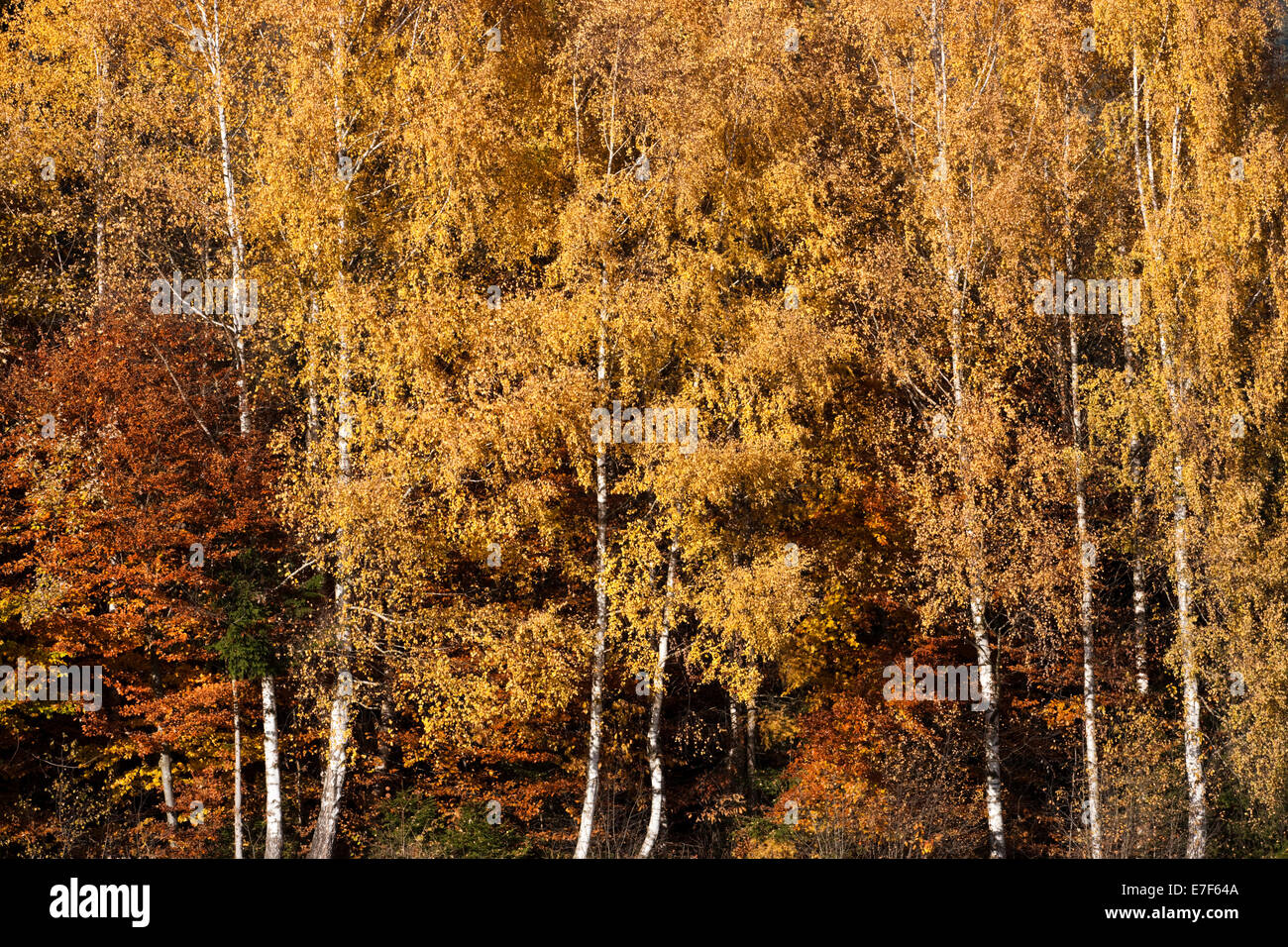 Forêt de bouleaux en automne, Tyrol du Nord, Autriche Banque D'Images