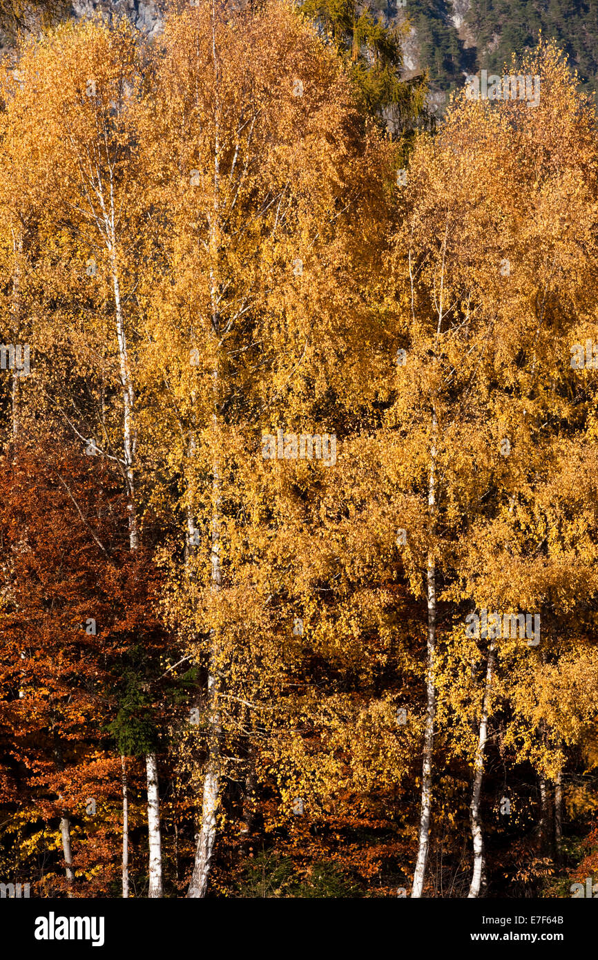 Forêt de bouleaux en automne, Tyrol du Nord, Autriche Banque D'Images
