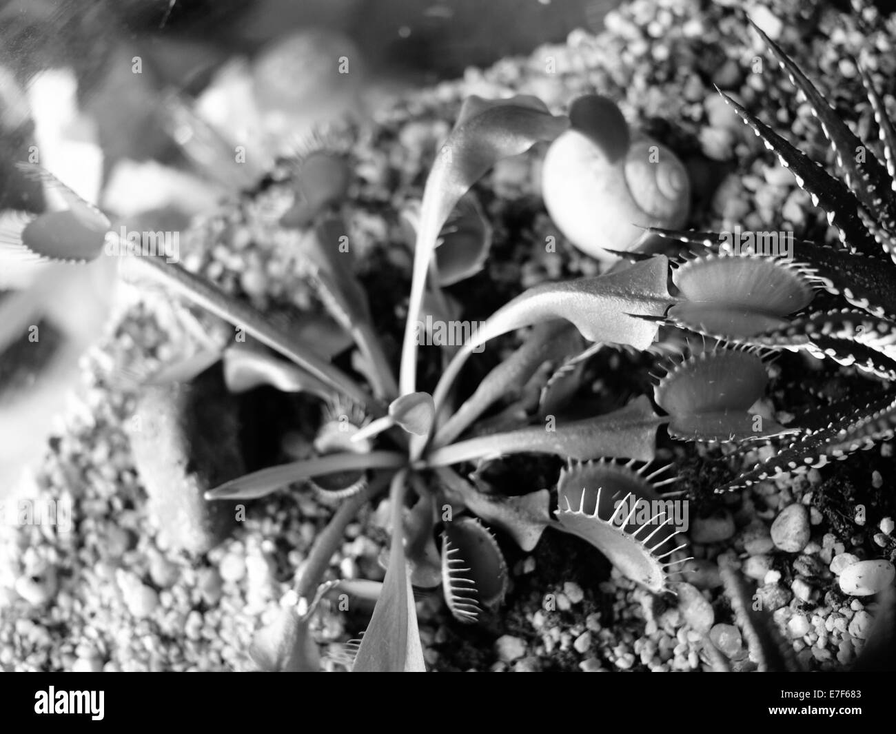 Dionée (Dionaea muscipula) Banque D'Images