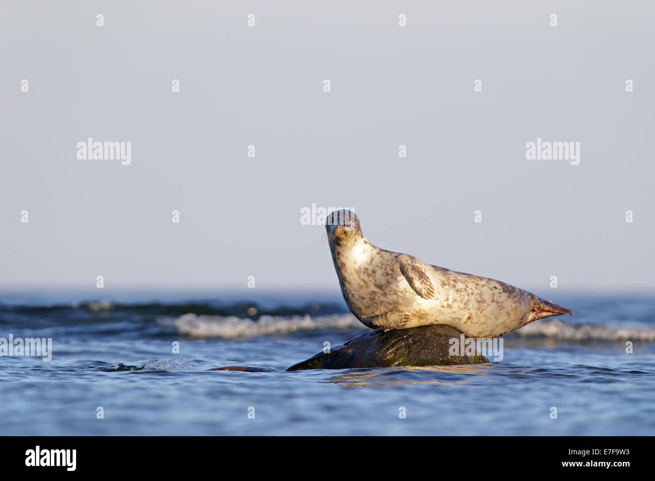 Phoque gris (Halichoerus grypus) reposant sur le roc, de la mer Baltique. Banque D'Images