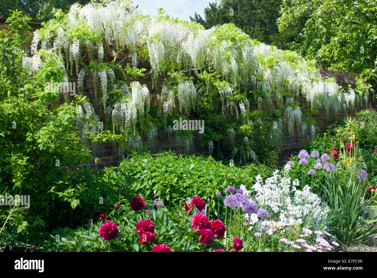 Mixed border soutenu par une glycine Floribunda blanc poussant le long d'un mur Banque D'Images