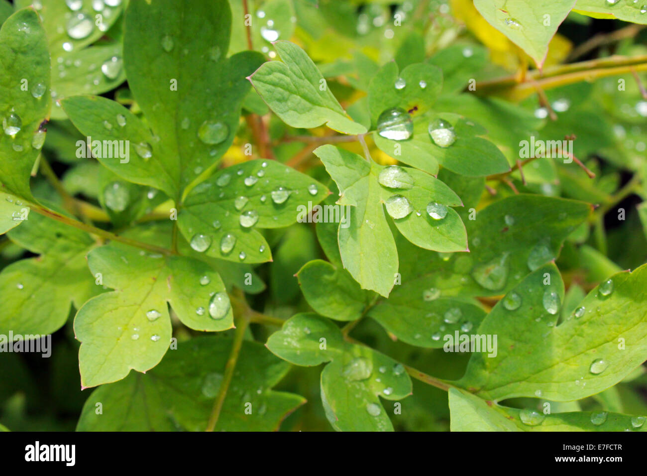 Gouttes d'eau transparentes sur les feuilles vertes de la plante Banque D'Images