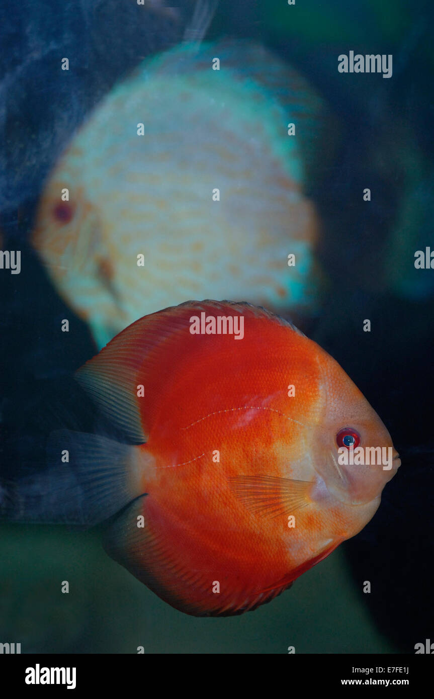 Melon rouge super des poissons de disque et d'un losange blanc discus cichlidés. Banque D'Images