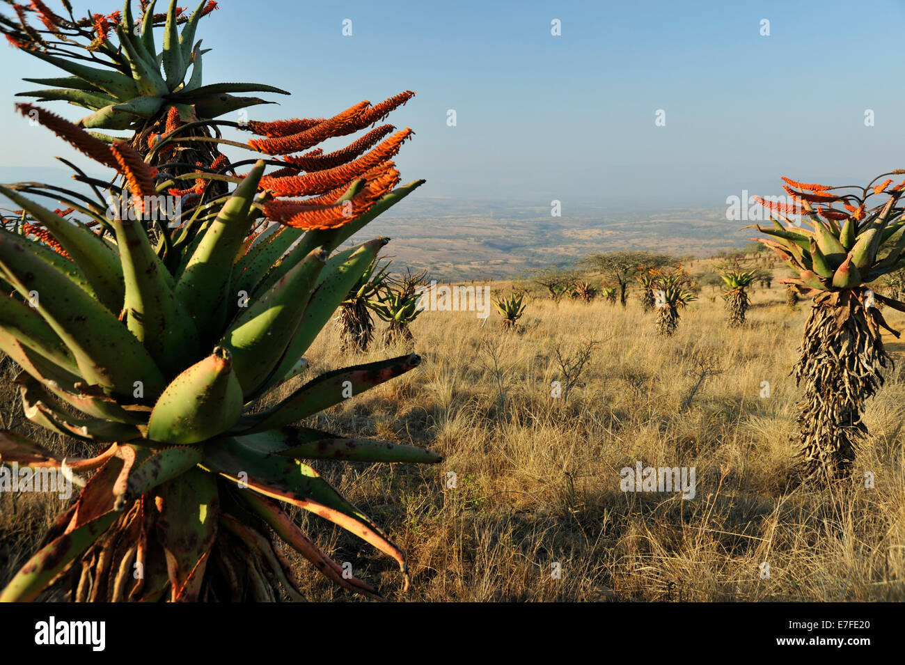 Scène de montagne de l'Aloès, Aloe marlothii, en fleurs avec des fleurs orange dans pays de collines du nord du KZN Banque D'Images