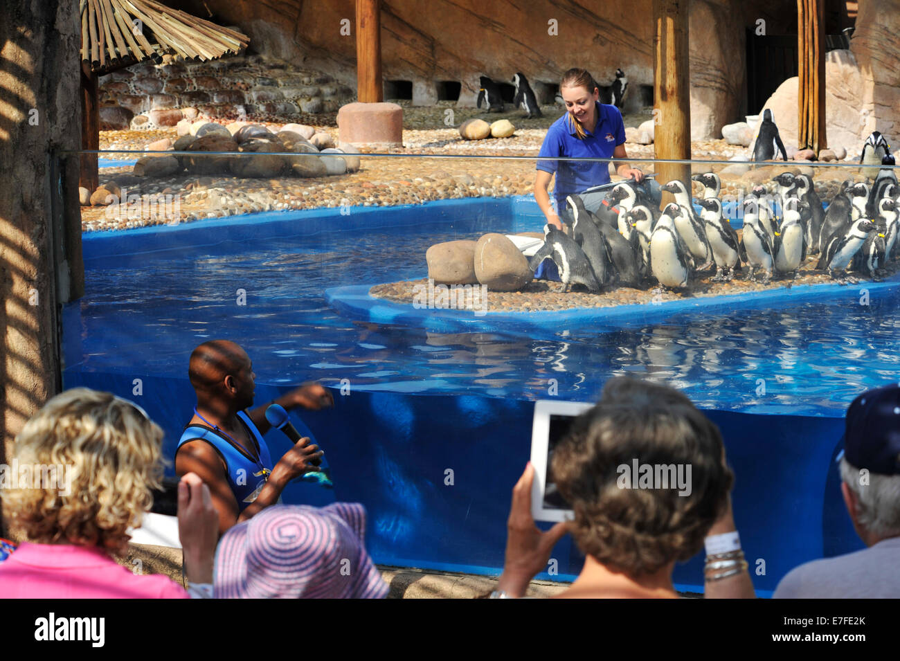 Durban, le KwaZulu-Natal, Afrique du Sud, les touristes regardant feed de pingouins africains, Spheniscus denersus, par des femmes, gestionnaire d'uShaka Marine World Banque D'Images