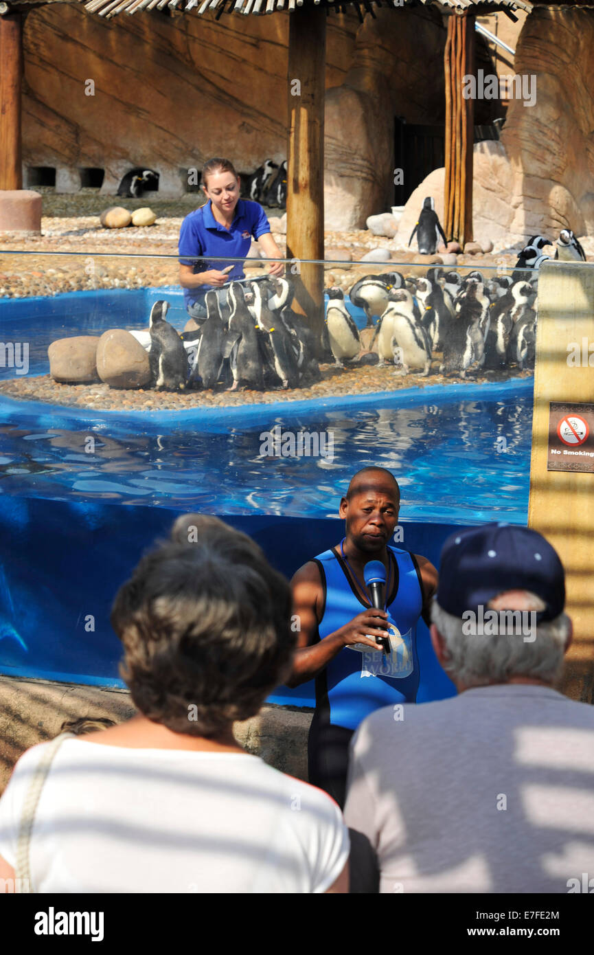 Aide à l'alimentation pour les animaux Penguins africains, Sphenicus demersus, uShaka Marine World, Durban, Afrique du Sud, présentateur, femme, peuple, faune Banque D'Images