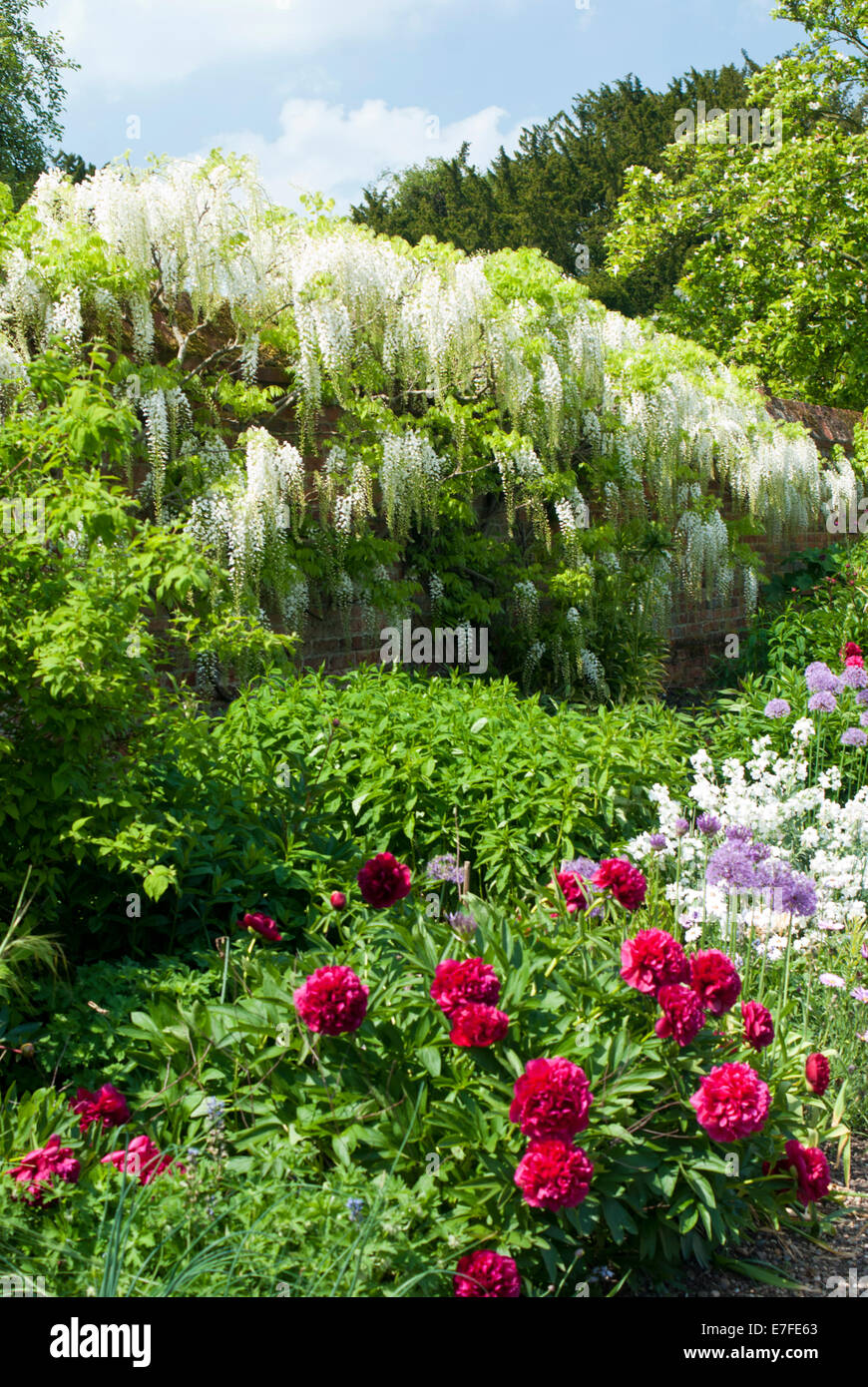 Mixed border soutenu par une glycine Floribunda blanc poussant le long d'un mur Banque D'Images