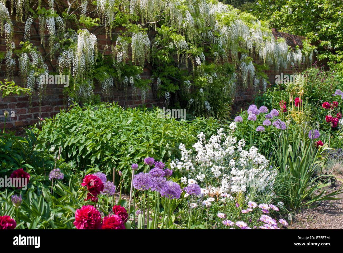 Mixed border soutenu par une glycine Floribunda blanc poussant le long d'un mur Banque D'Images