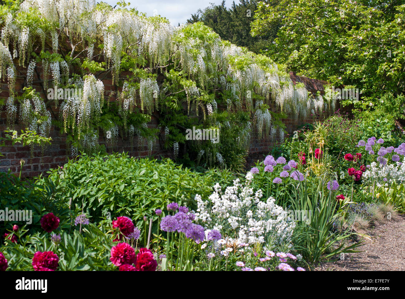 Mixed border soutenu par une glycine Floribunda blanc poussant le long d'un mur Banque D'Images