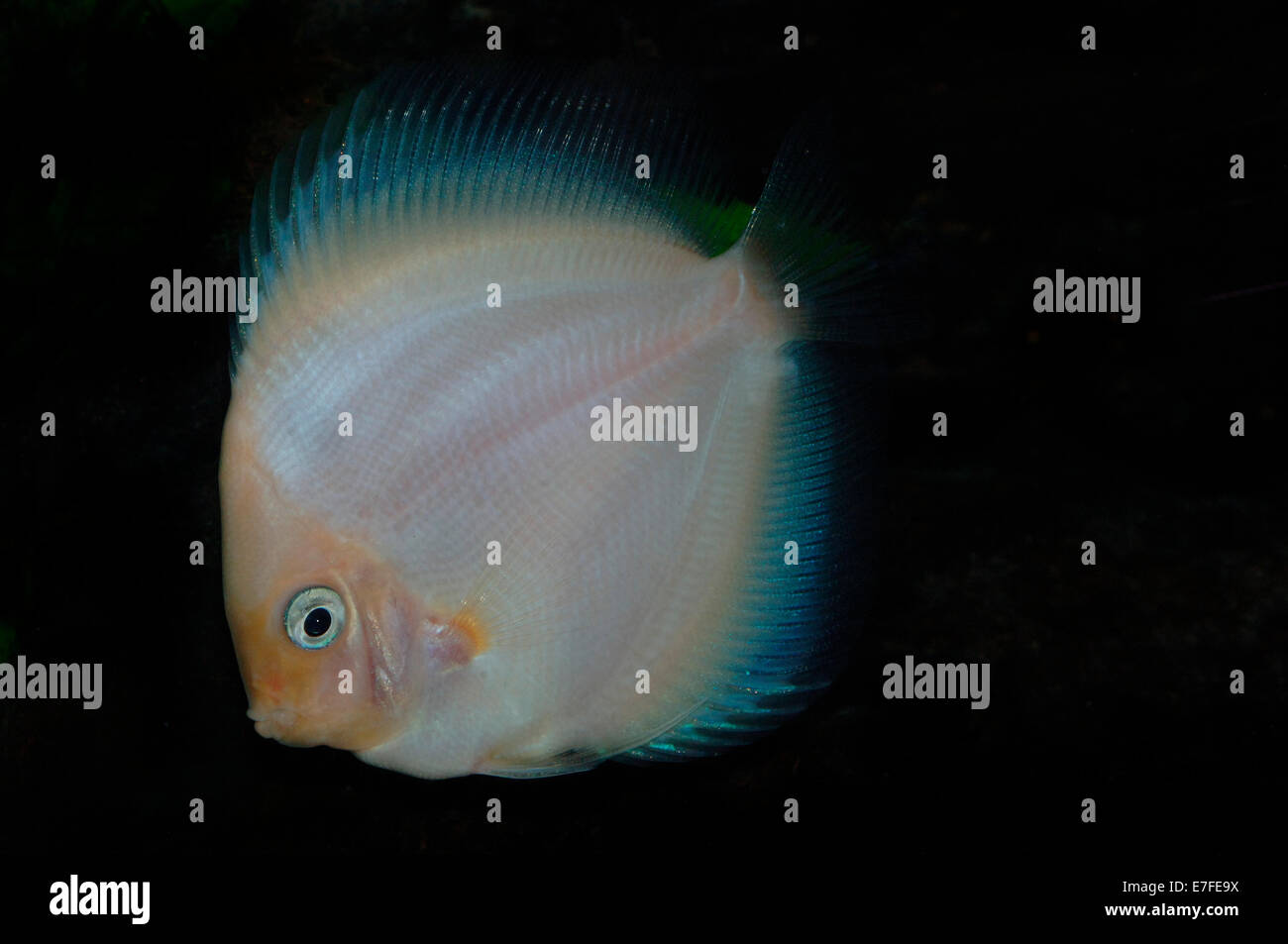 Blanc diamant discus cichlidés Banque D'Images