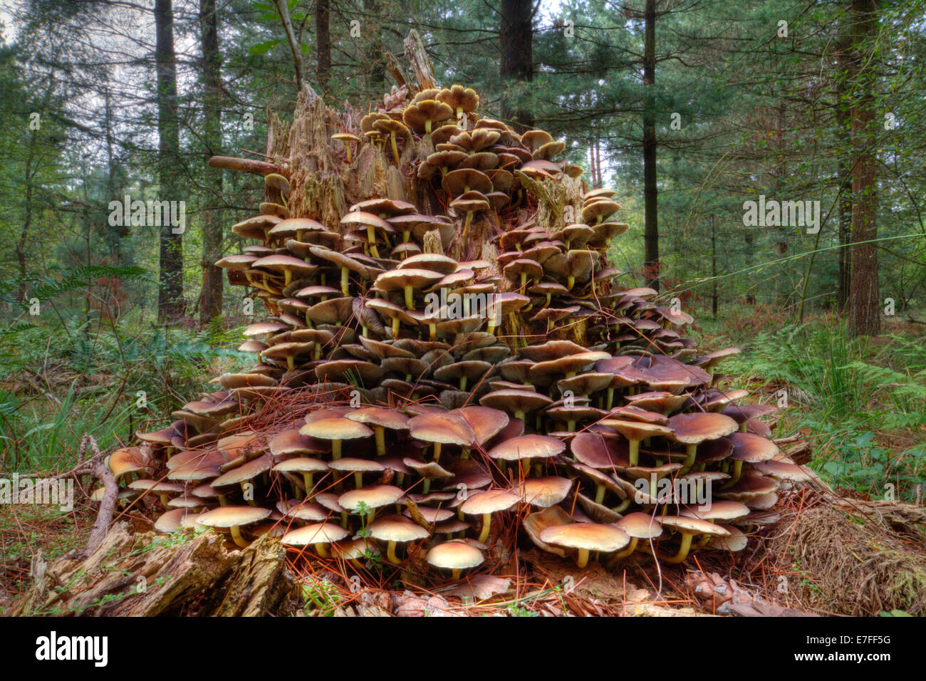 Beaucoup de champignons (touffe de soufre) poussant sur un tronc d'arbre en décomposition dans une forêt. Banque D'Images