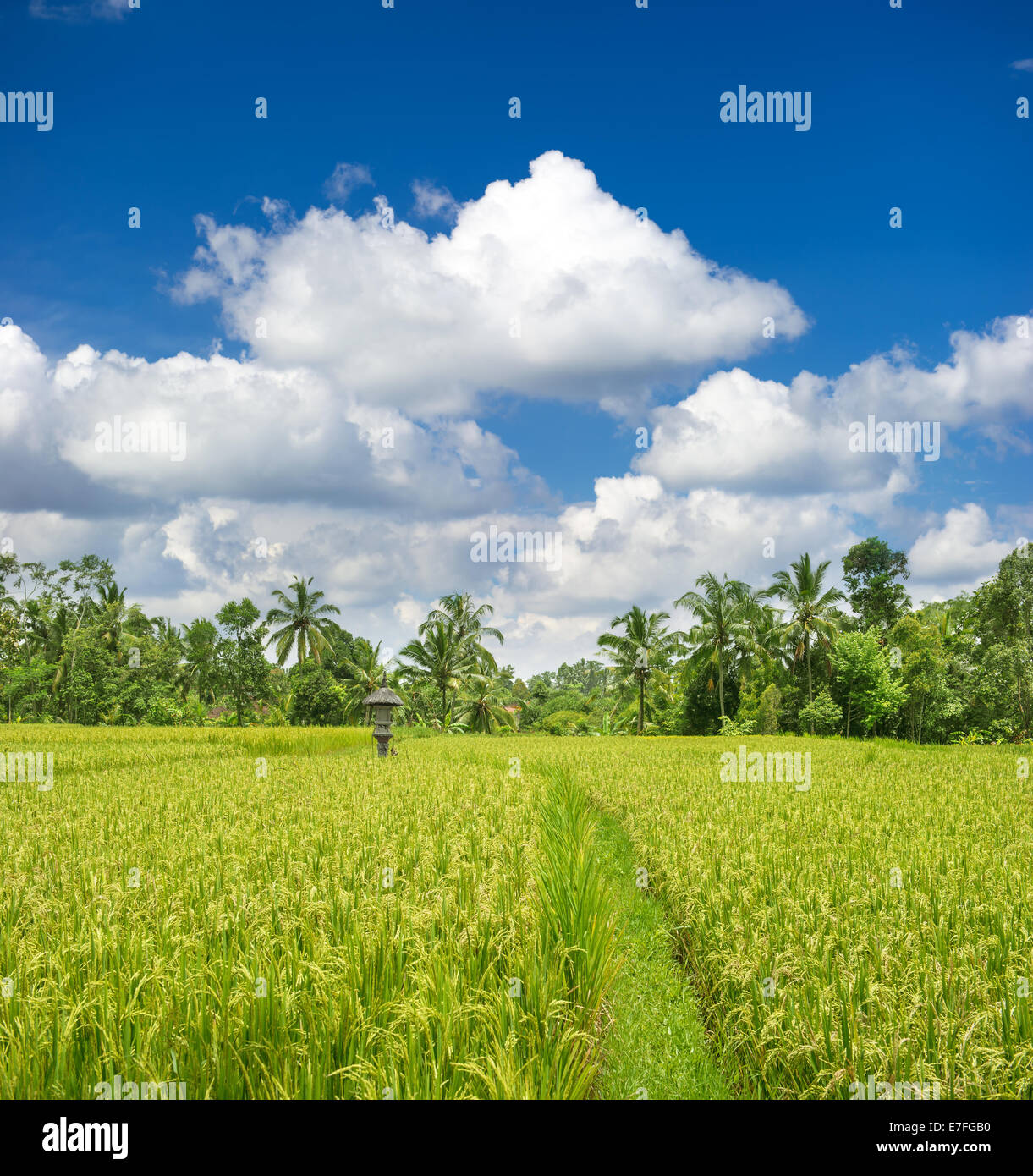 Tropical avec riz vert déposé, palmiers et blue cloudy sky Banque D'Images Tropical avec riz vert déposé, palmiers et blue cloudy sky Banque D'Images