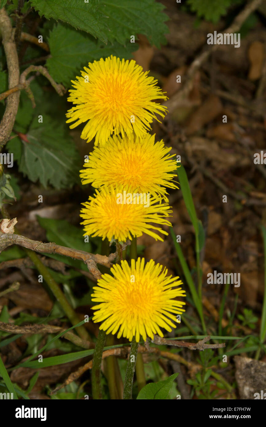 Mauvaises herbes à fleurs jaunes Banque de photographies et d’images à haute résolution Alamy