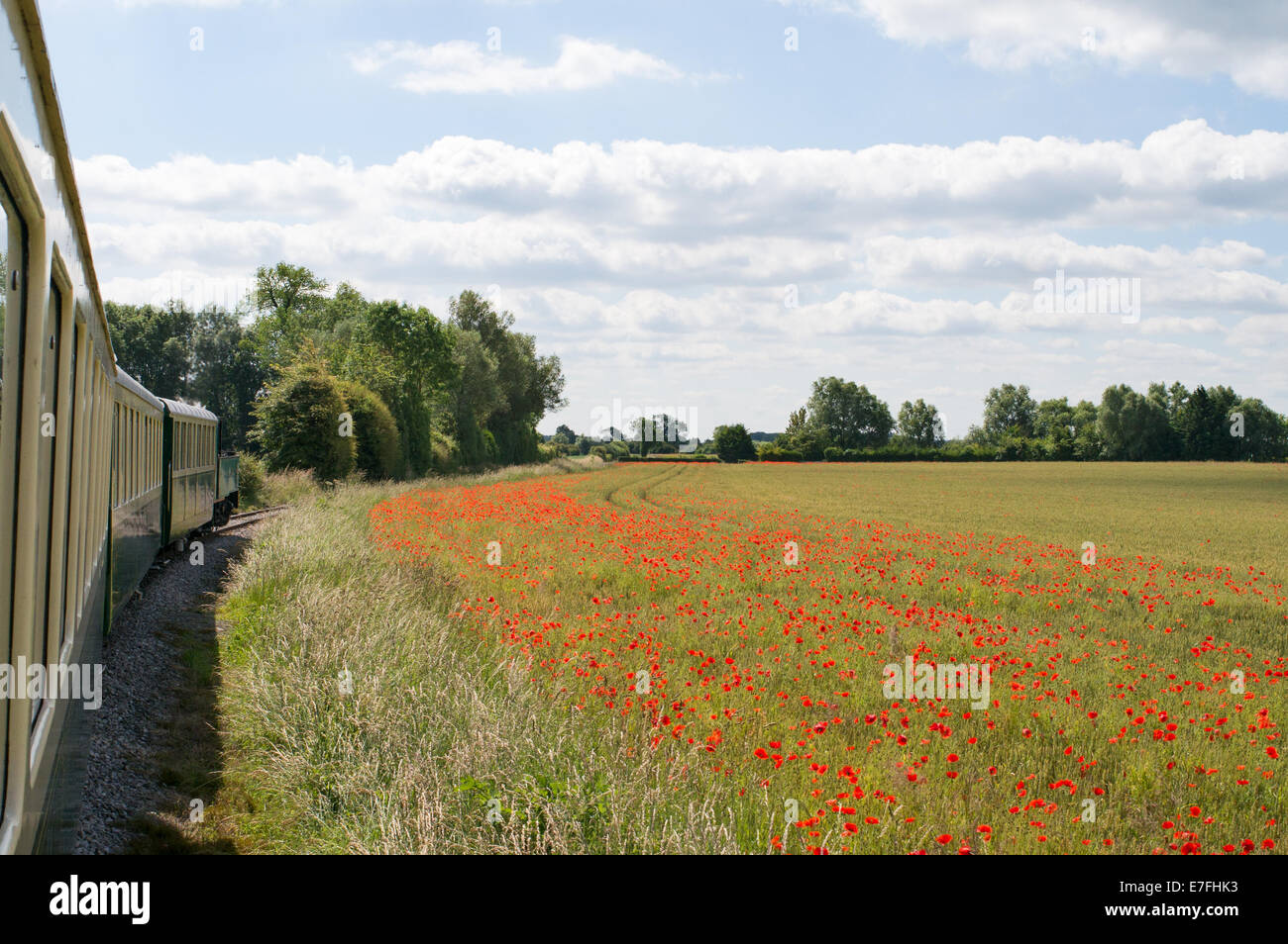 De plus en plus aux côtés des coquelicots la voie du Chemin de Fer de la Baie de Somme, France, Europe. Banque D'Images