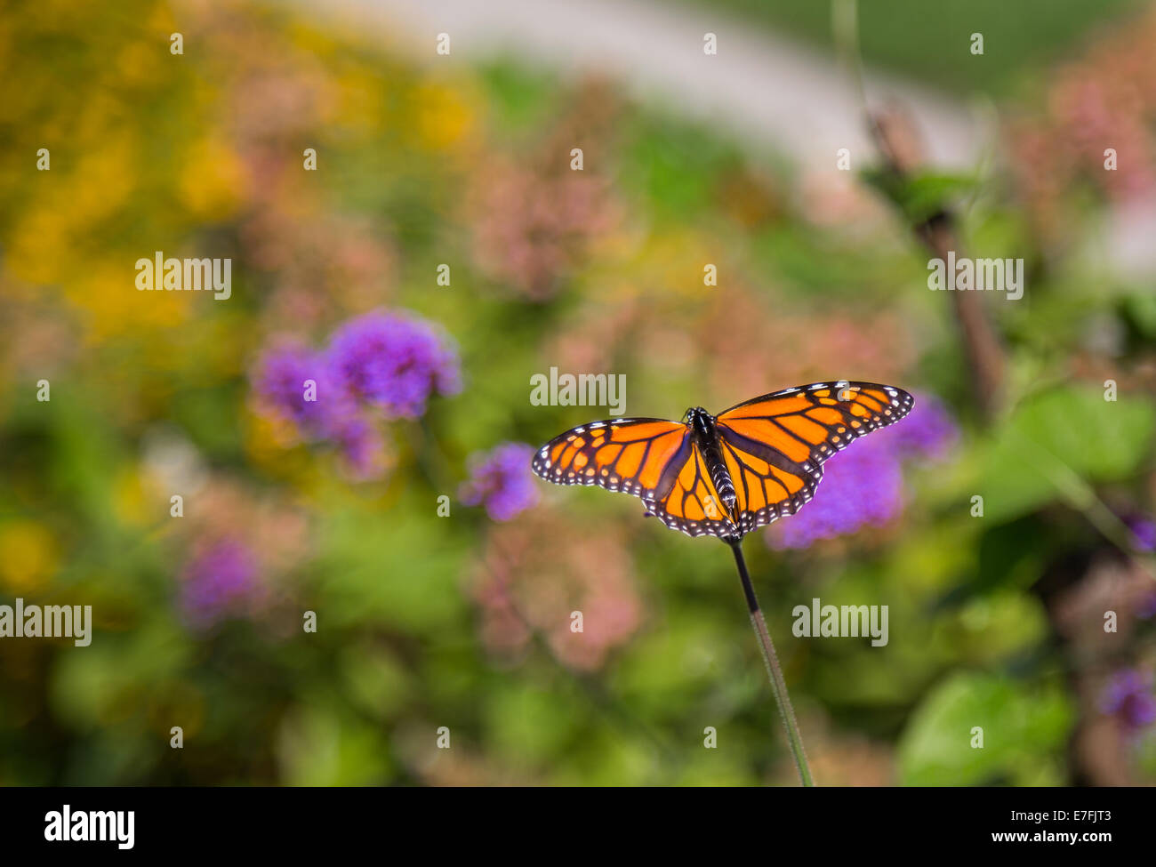 Papillon monarque sur les fleurs avec ses ailes déployées Banque D'Images