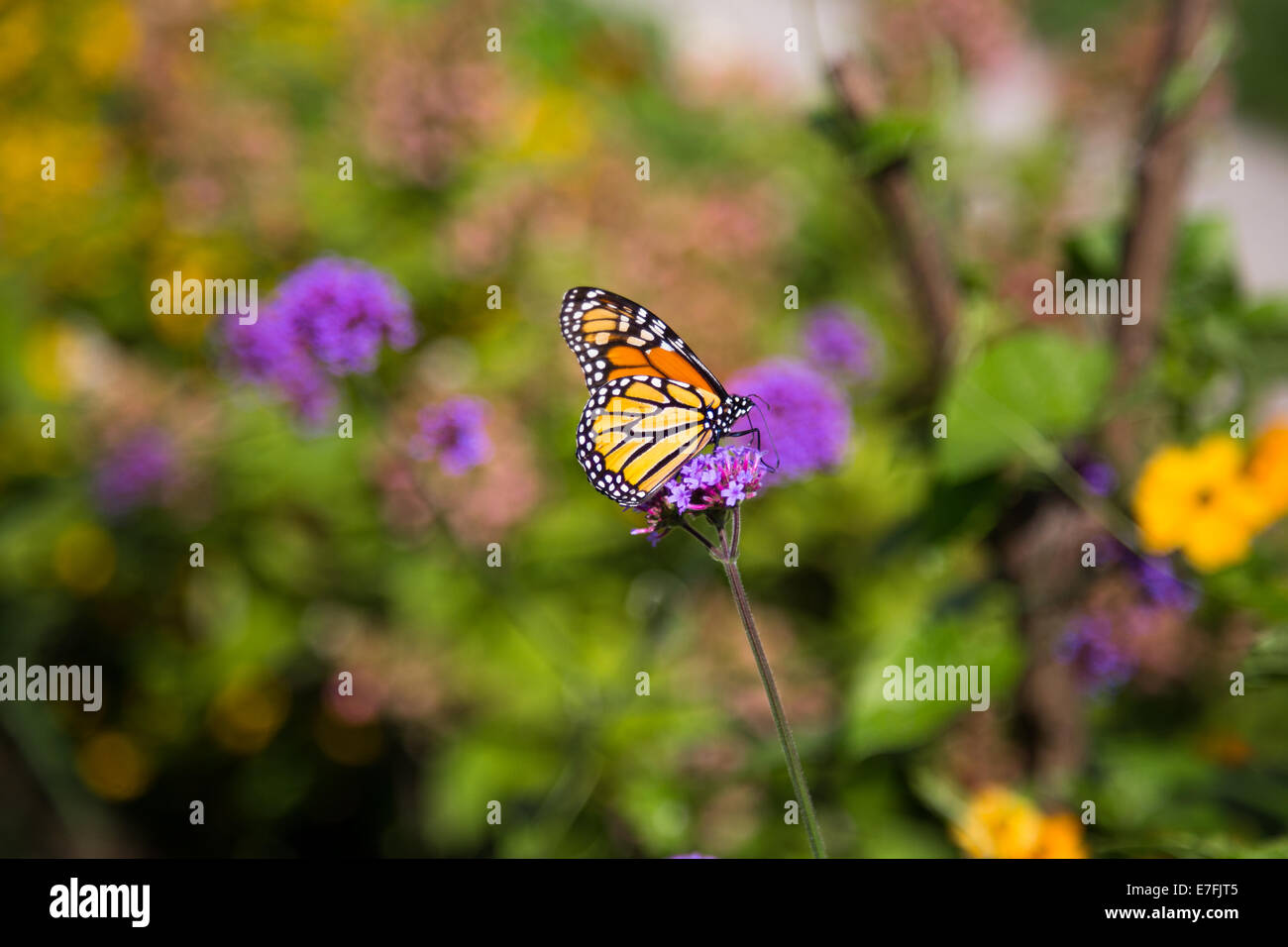 Papillon monarque sur les fleurs avec ses ailes déployées Banque D'Images
