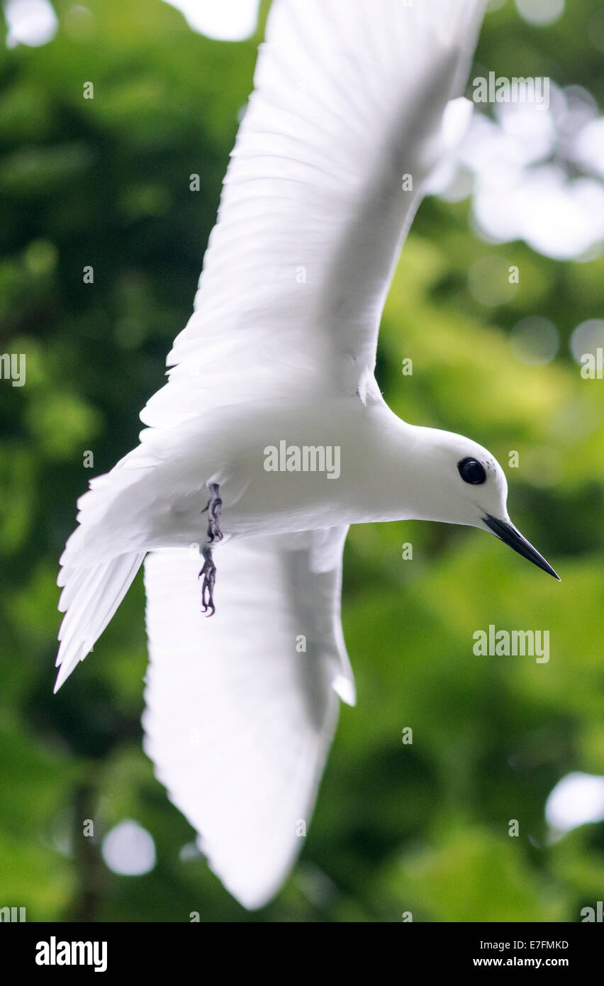 Fairy Tern en vol au dessus de l'île de Sainte-Hélène dans l'Atlantique Sud. L'un des plus communs d'oiseaux sur l'Île Sainte-Hélène Banque D'Images