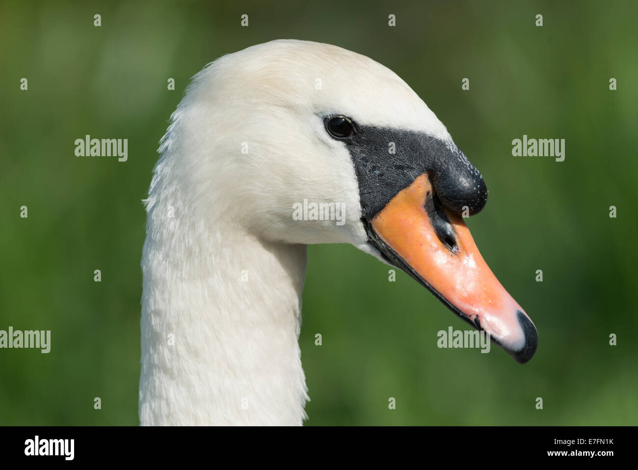 Un cygne sur le Gwent Niveaux entre Cardiff et Newport, Pays de Galles. Banque D'Images