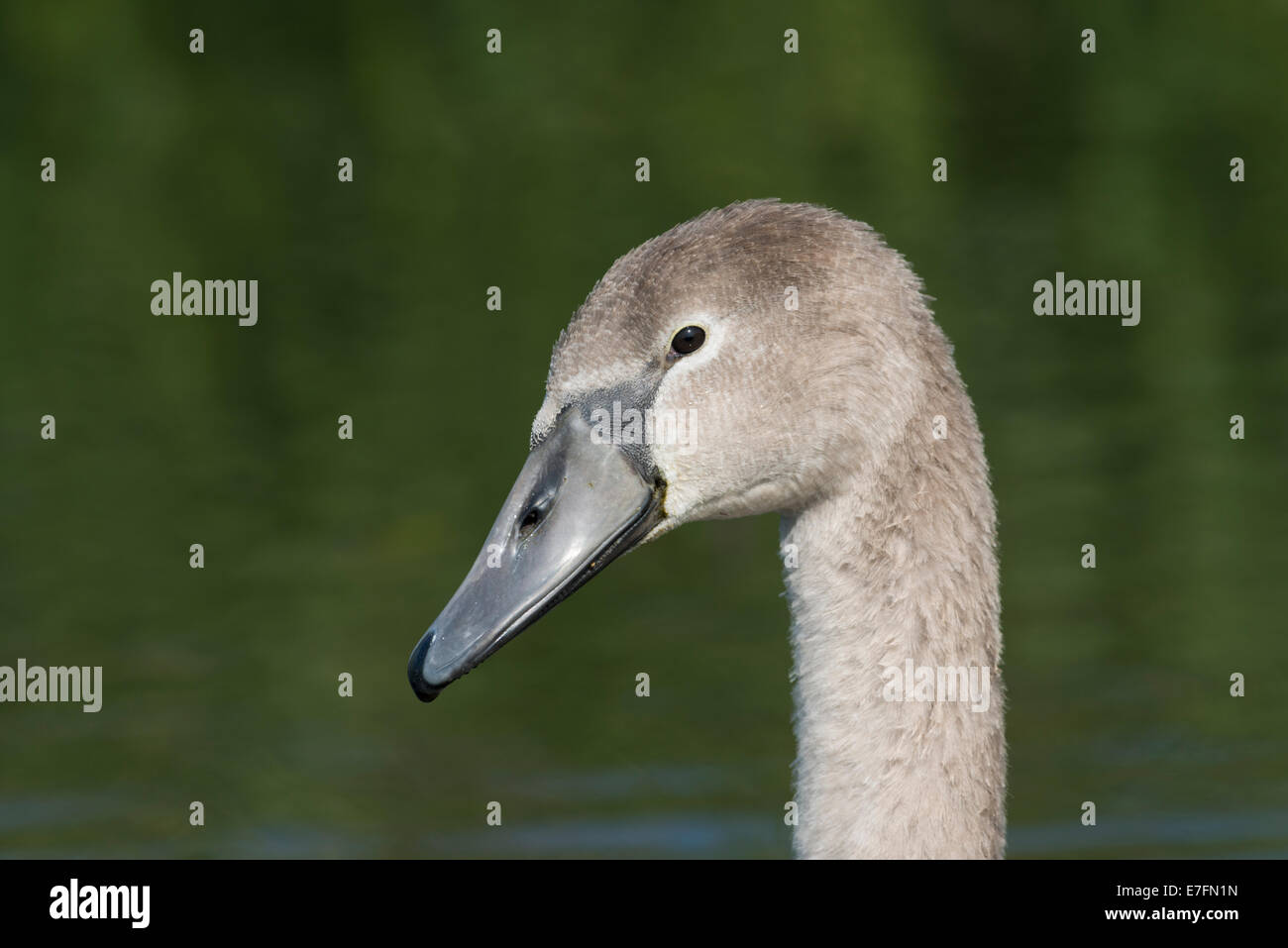 Une cygnet sur le Gwent Niveaux entre Cardiff et Newport, Pays de Galles. Banque D'Images