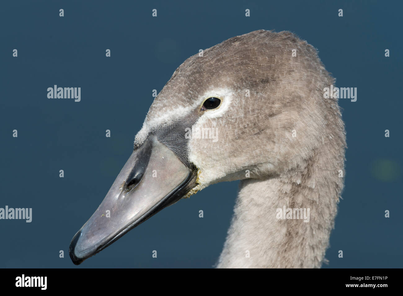 Une cygnet sur le Gwent Niveaux entre Cardiff et Newport, Pays de Galles. Banque D'Images